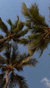 samantrasunny Altpins Profile Picture
