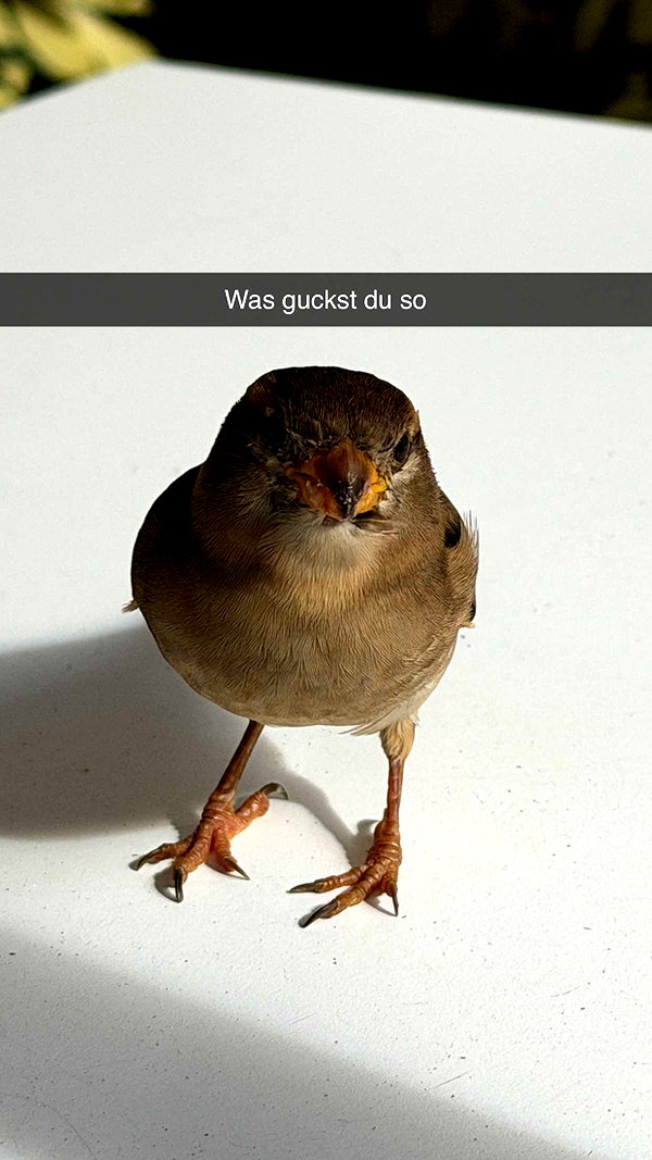 samantrasunny snapchat image archive image