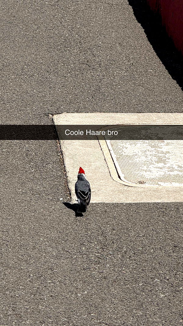 samantrasunny image ~ Altpins