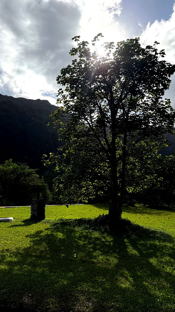 samantrasunny image ~ Altpins