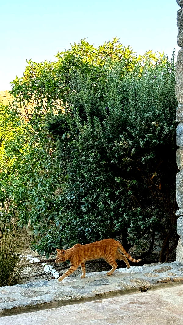 samantrasunny image ~ Altpins