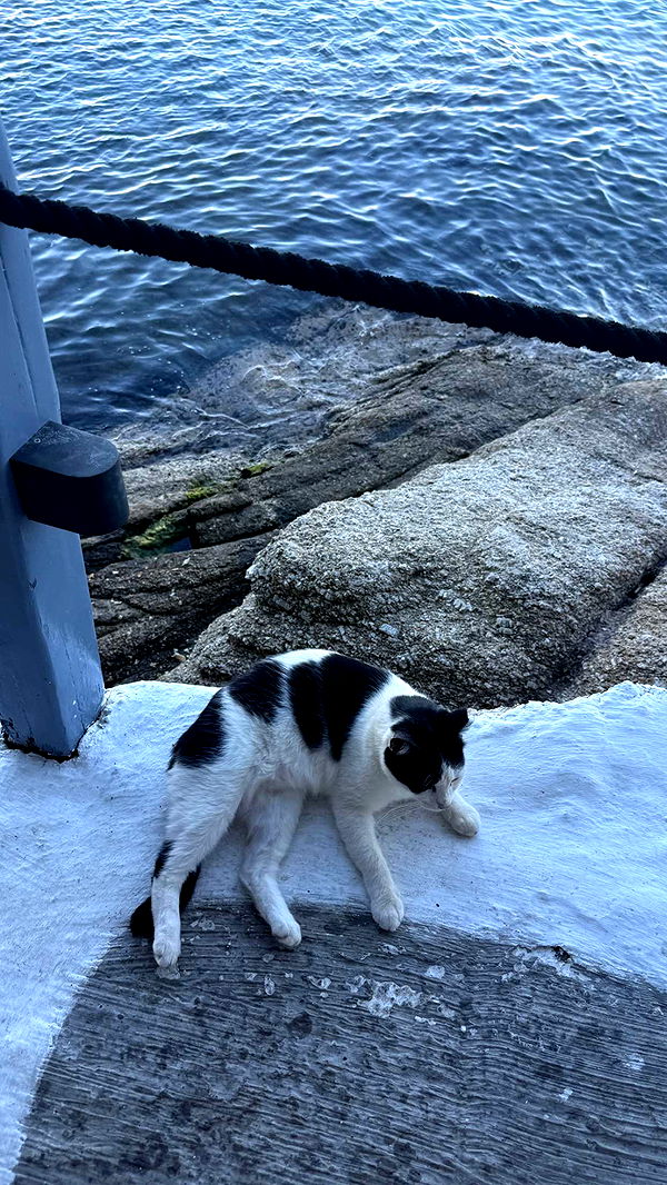 samantrasunny image ~ Altpins