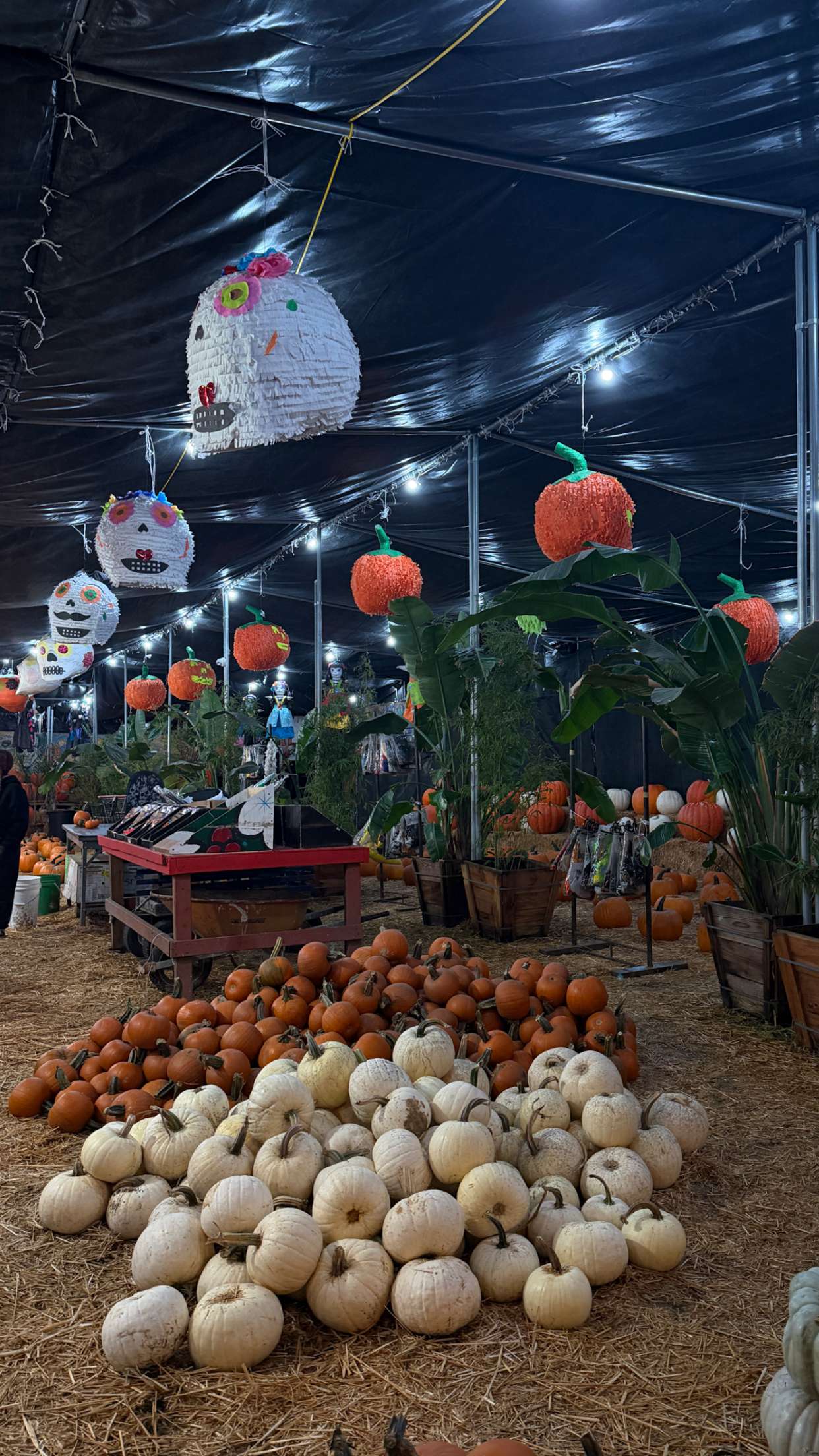 samantrasunny snapchat image archive image