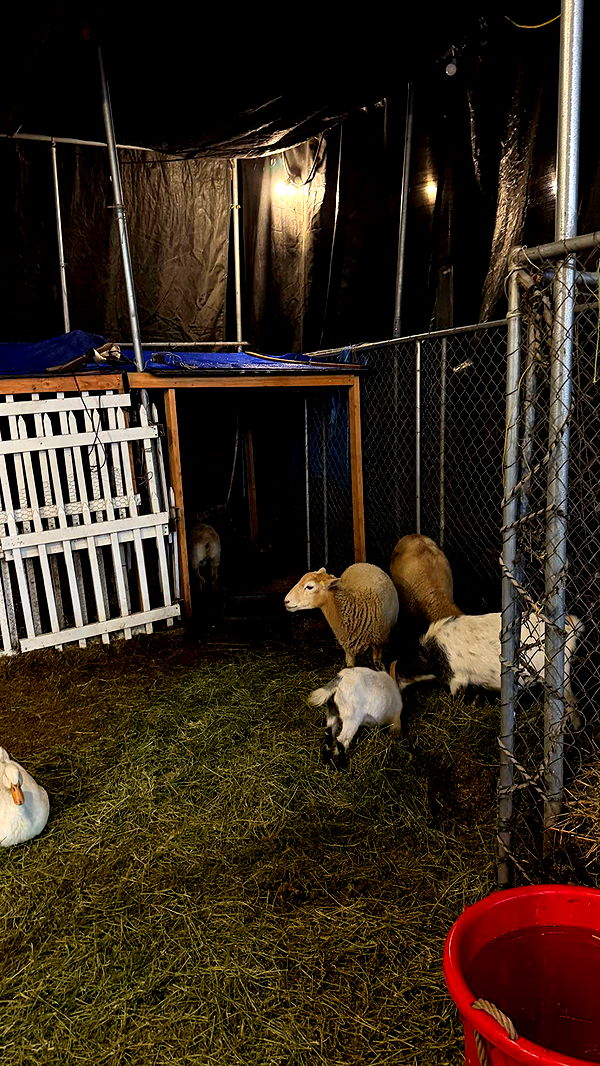 samantrasunny image ~ Altpins