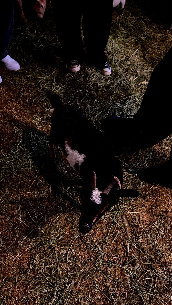 samantrasunny image ~ Altpins