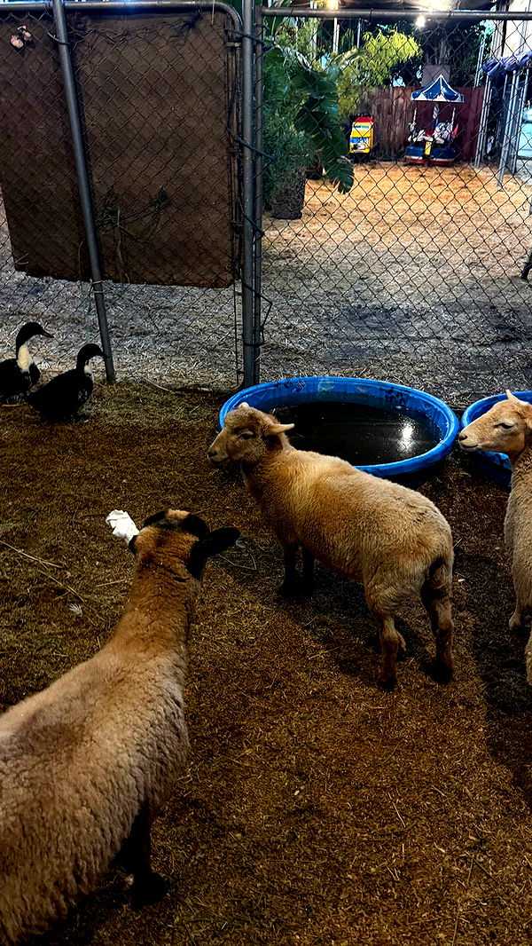 samantrasunny image ~ Altpins