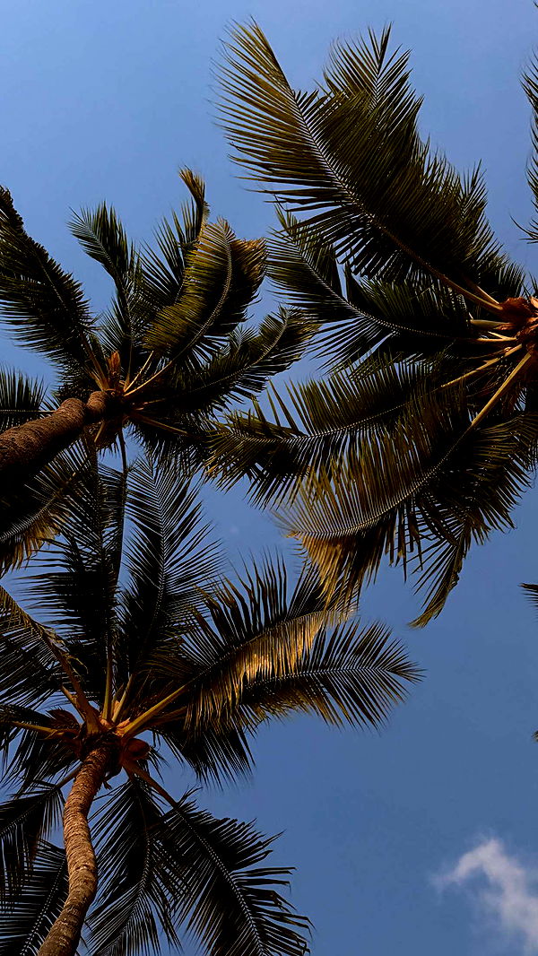 samantrasunny image ~ Altpins