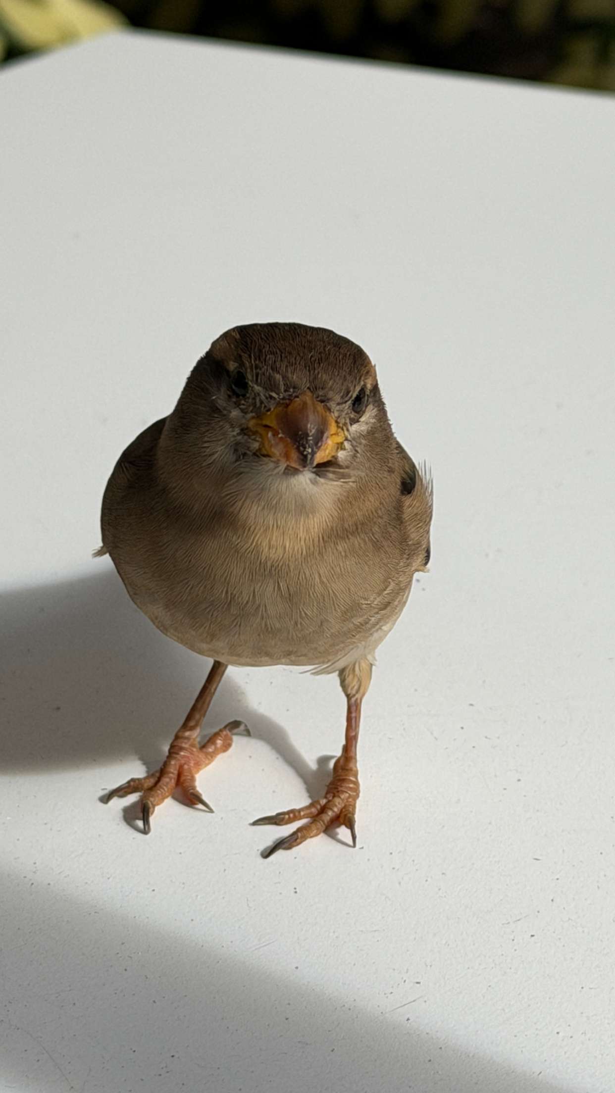 samantrasunny snapchat image archive image