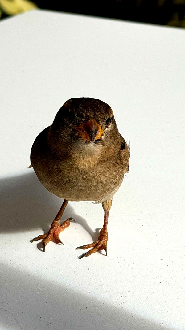 samantrasunny image ~ Altpins