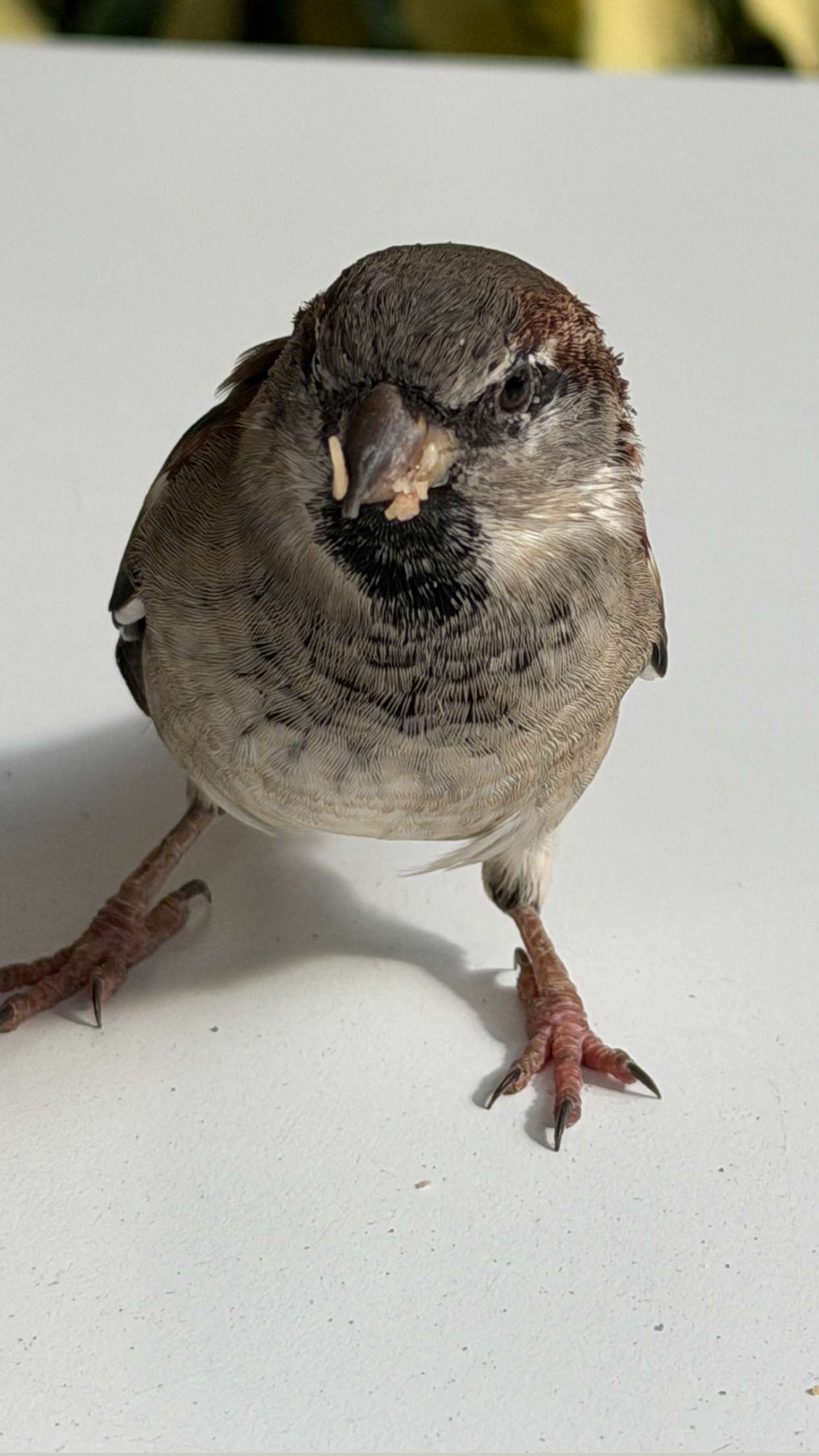 samantrasunny snapchat image archive image