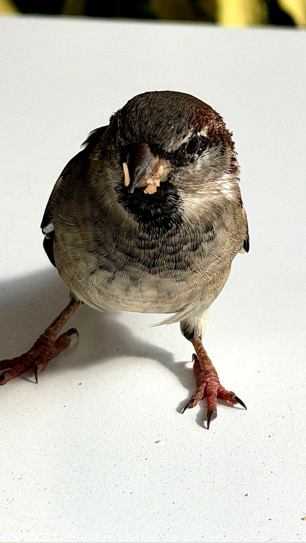 samantrasunny image ~ Altpins