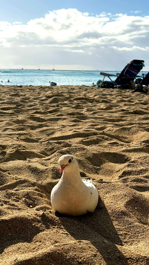 samantrasunny image ~ Altpins