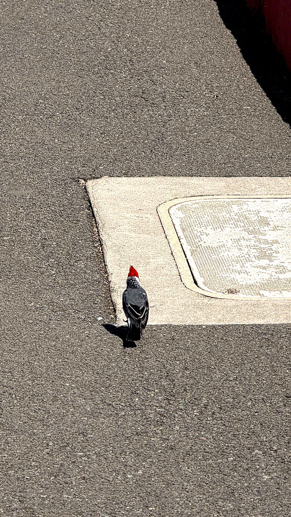 samantrasunny image ~ Altpins