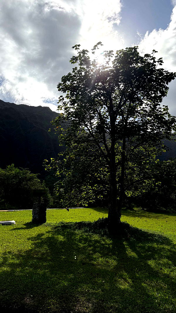 samantrasunny image ~ Altpins