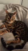 sierraccabot Altpins Profile Picture
