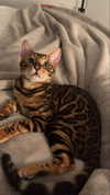 sierraccabot Altpins Profile Picture