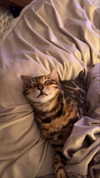 sierraccabot Altpins Profile Picture