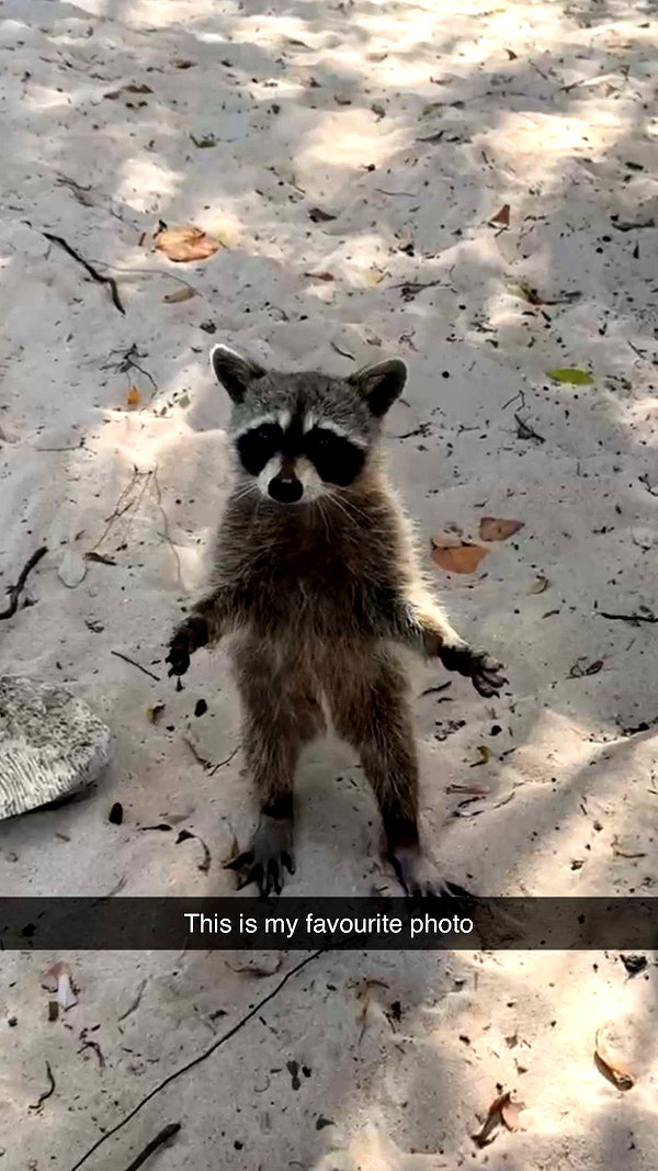 sierraccabot snapchat image archive image