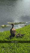 sierraccabot Altpins Profile Picture