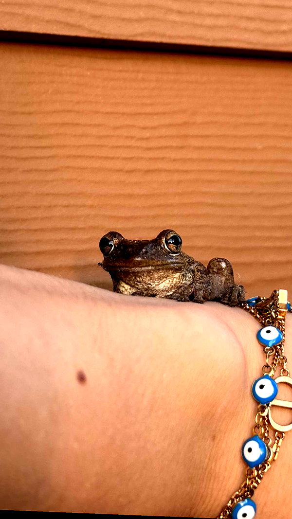 sierraccabot snapchat image archive image
