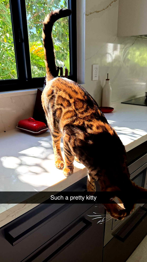 sierraccabot snapchat image archive image