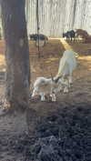 sierraccabot Altpins Profile Picture