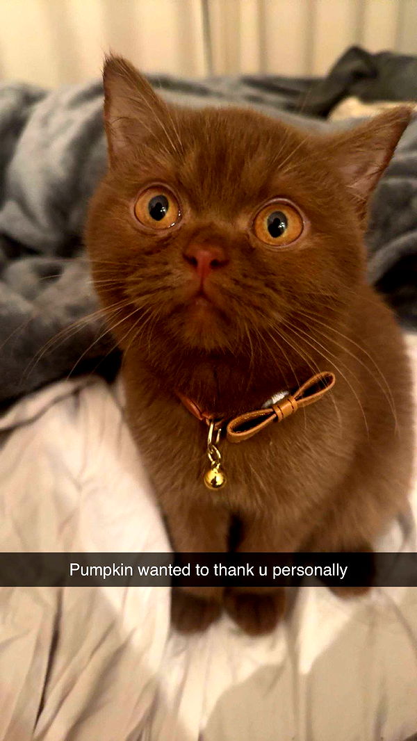 skilahblue image ~ Altpins