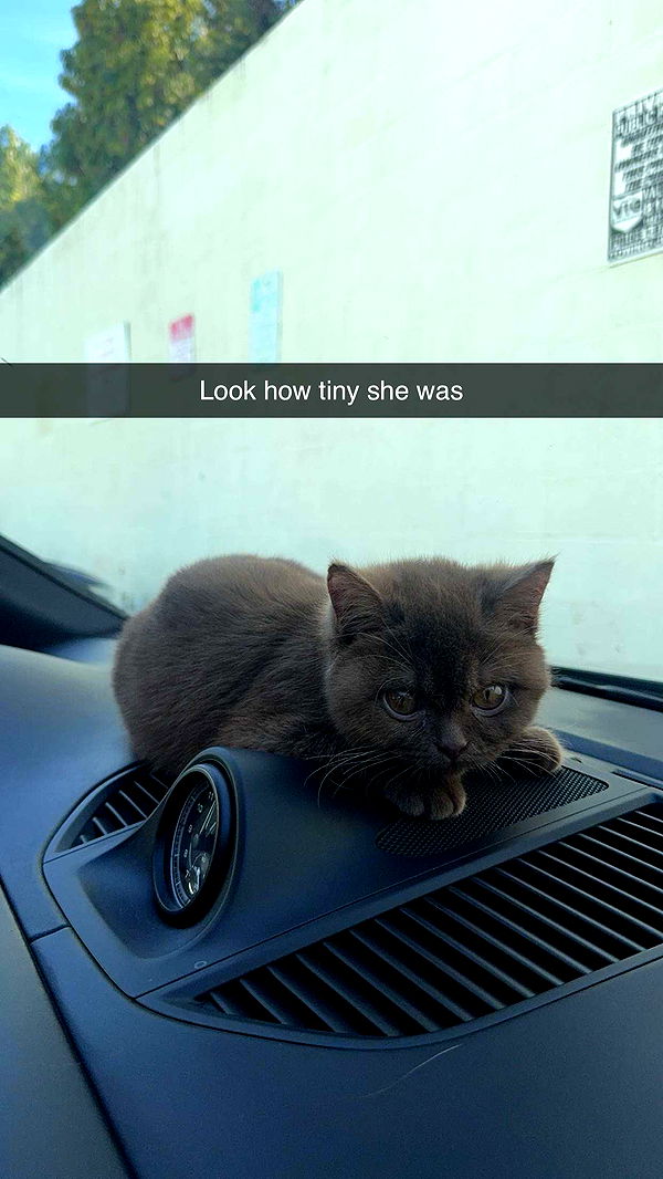 skilahblue image ~ Altpins