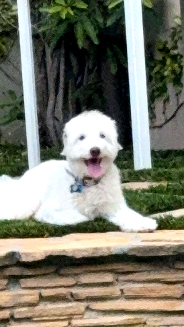 skilahblue image ~ Altpins