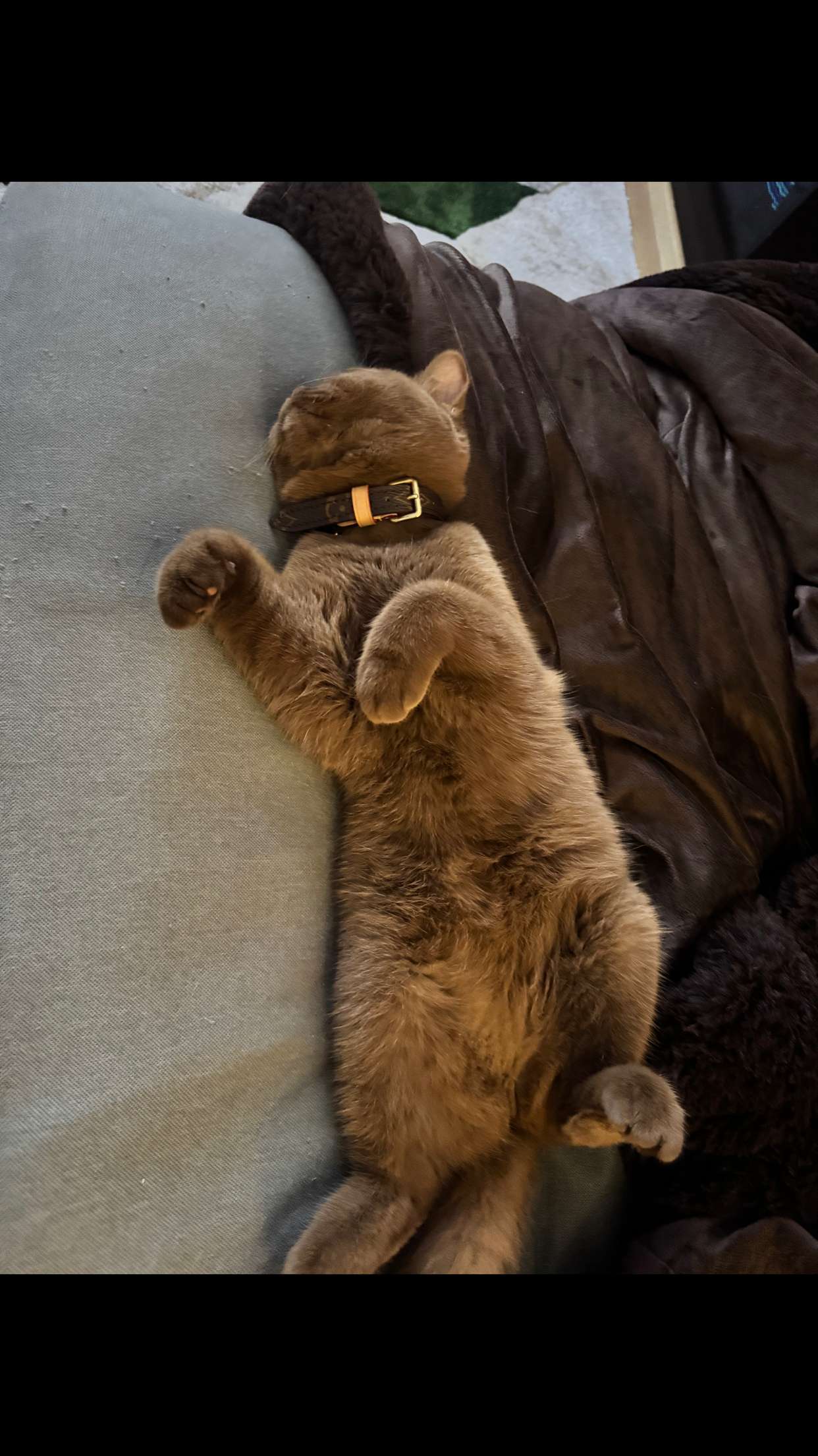 skilahblue snapchat image archive image