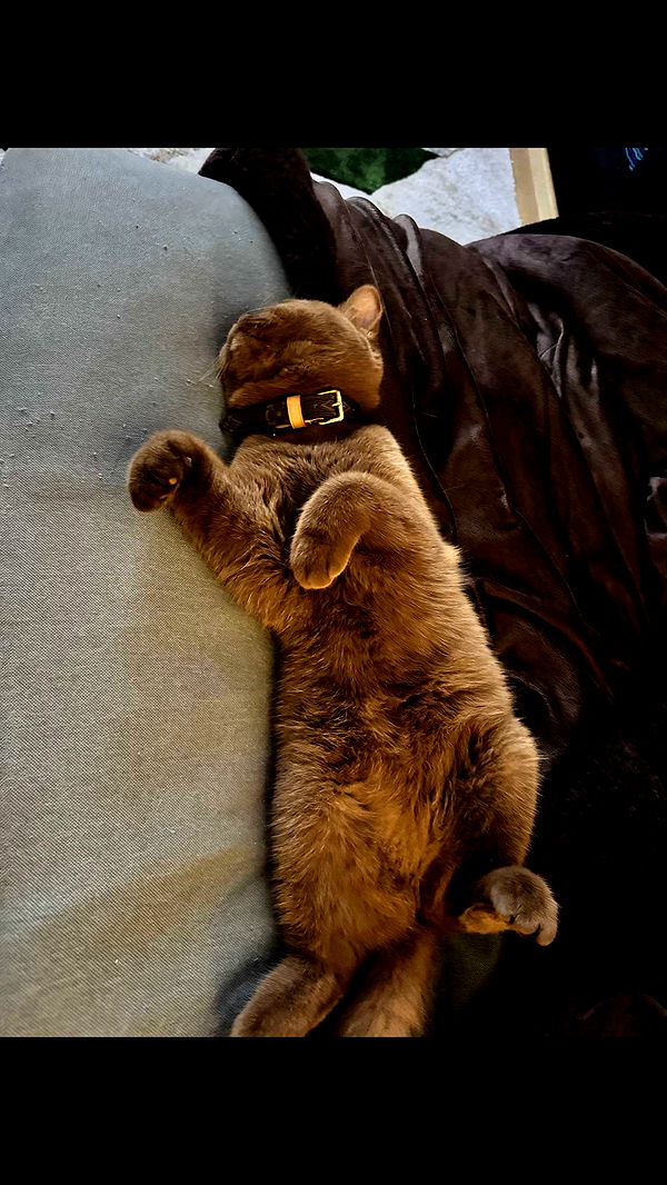 skilahblue image ~ Altpins