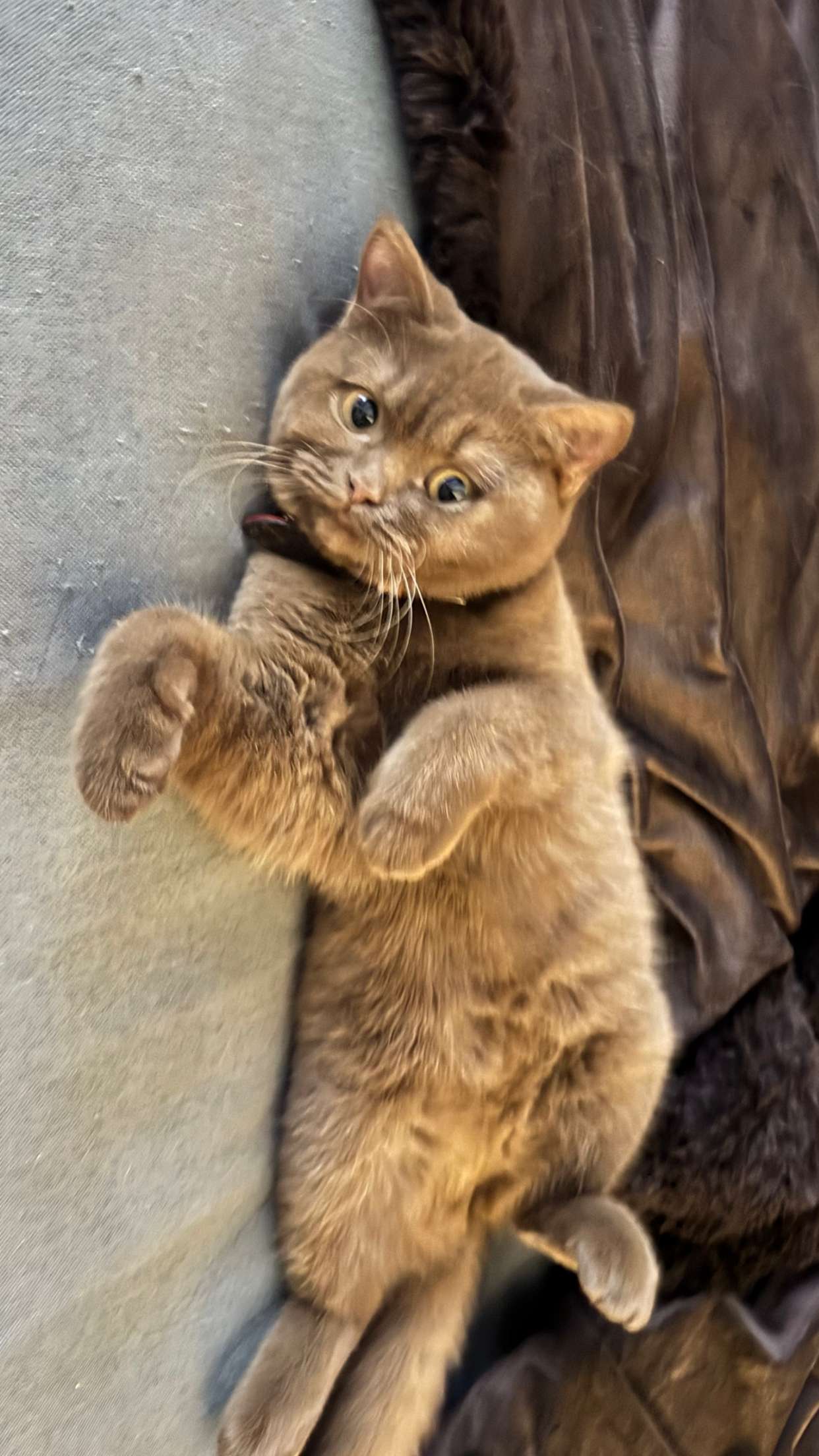 skilahblue snapchat image archive image