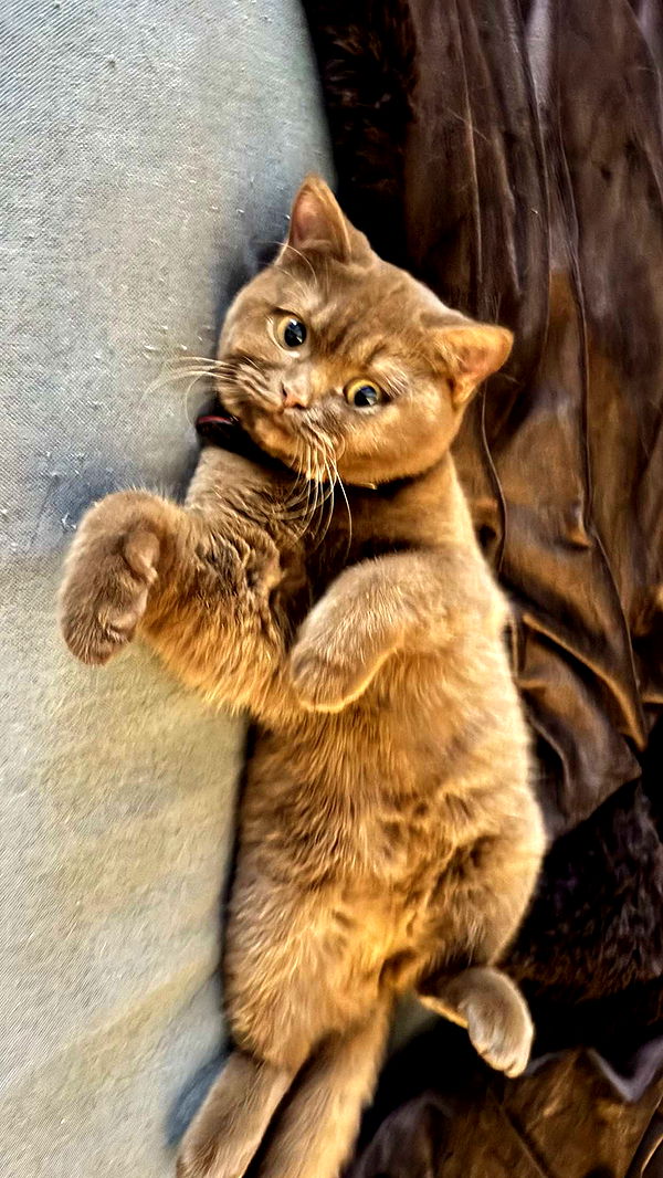 skilahblue image ~ Altpins