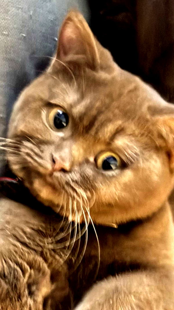 skilahblue image ~ Altpins