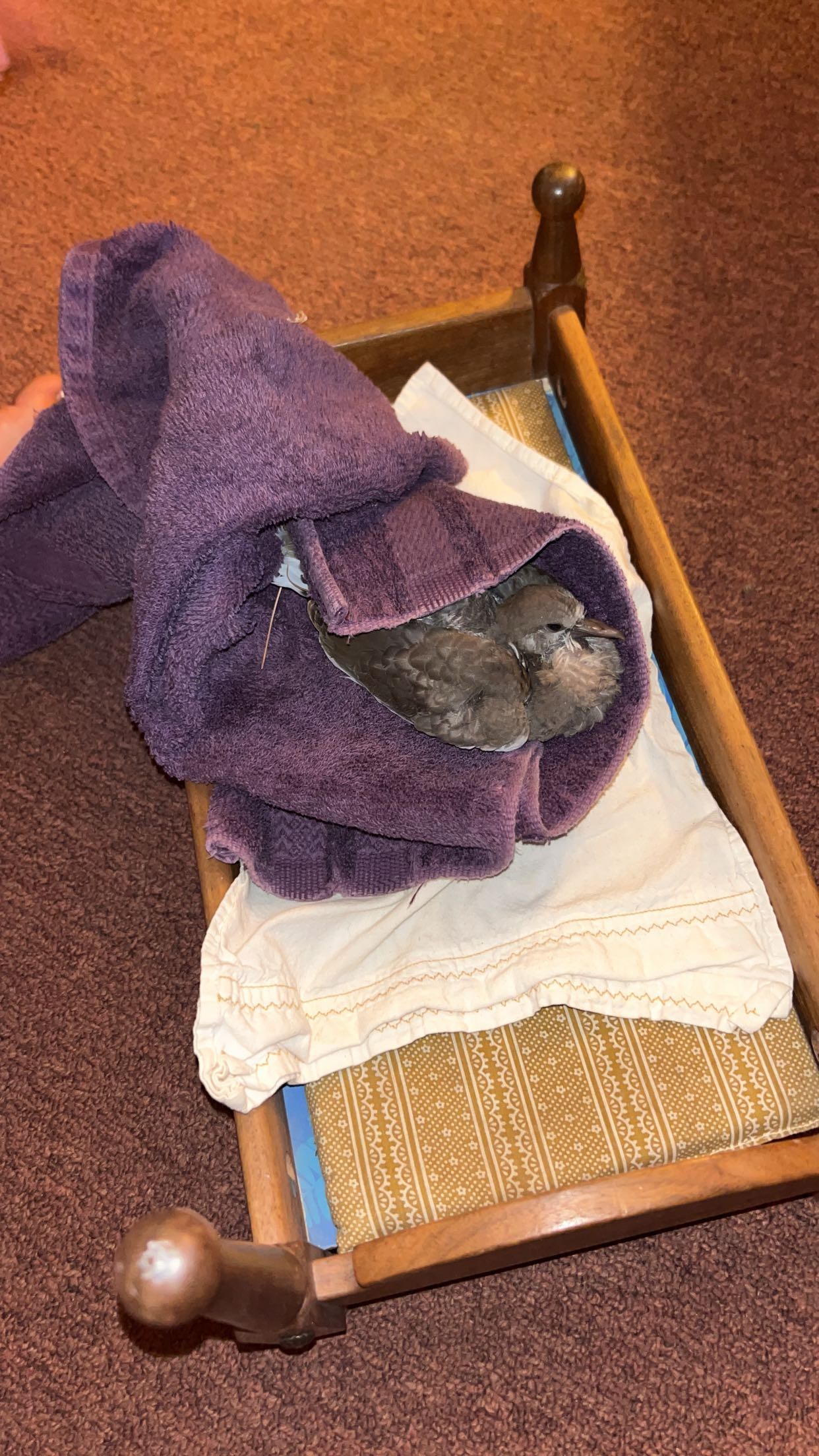 skilahblue snapchat image archive image