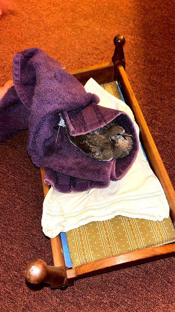 skilahblue image ~ Altpins