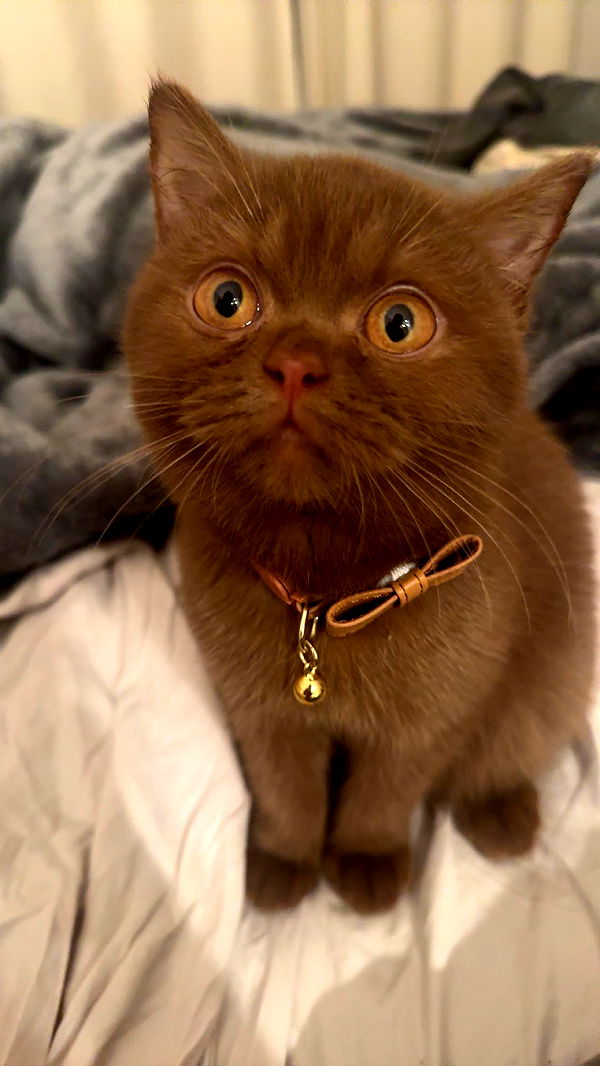 skilahblue image ~ Altpins