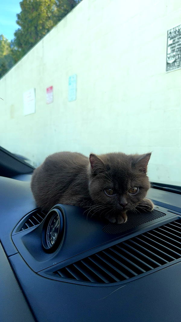 skilahblue image ~ Altpins