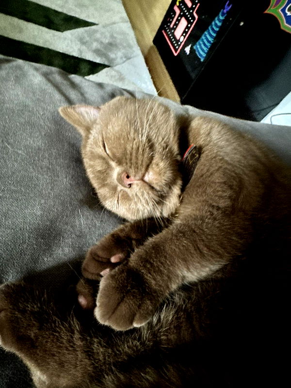 skilahblue image ~ Altpins