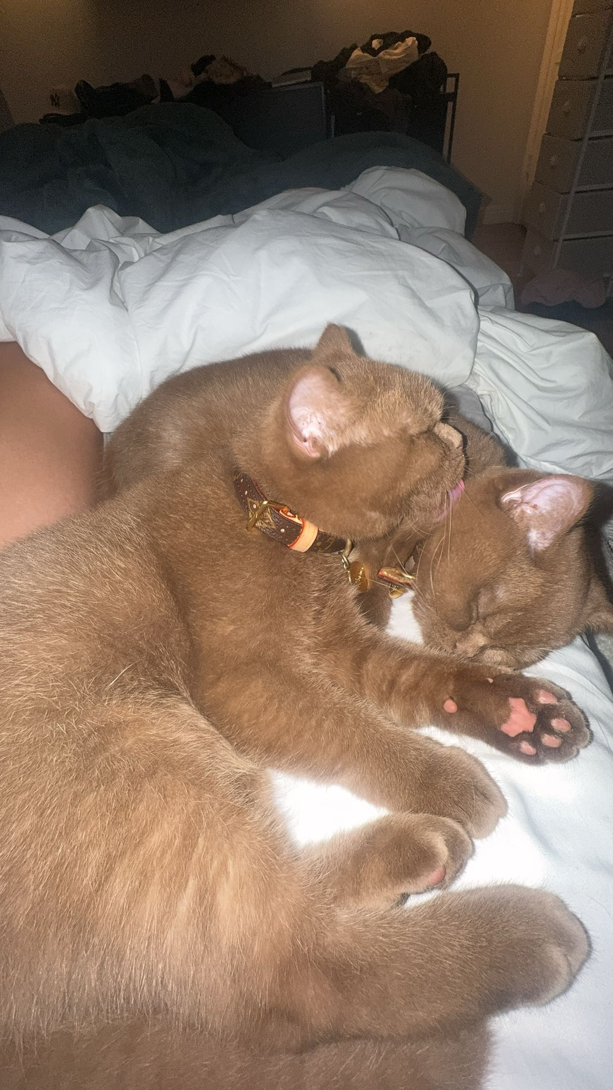 skilahblue snapchat image archive image