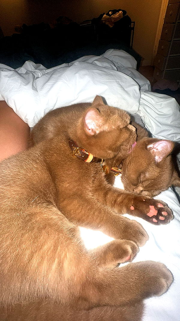 skilahblue image ~ Altpins