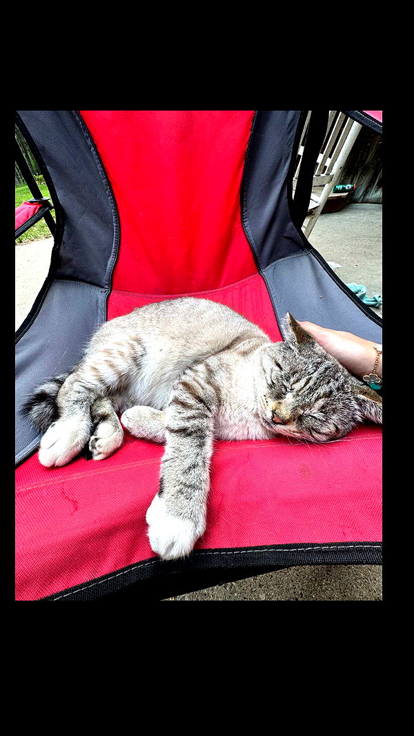 skilahblue image ~ Altpins