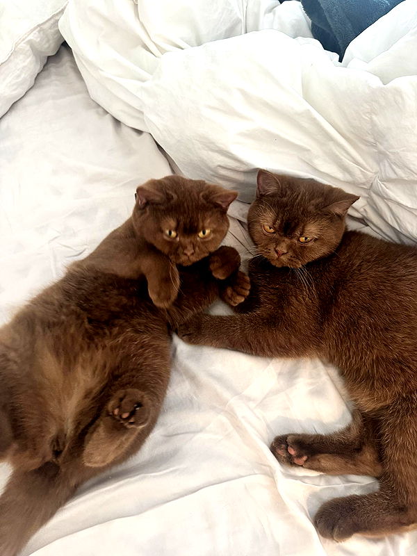 skilahblue image ~ Altpins