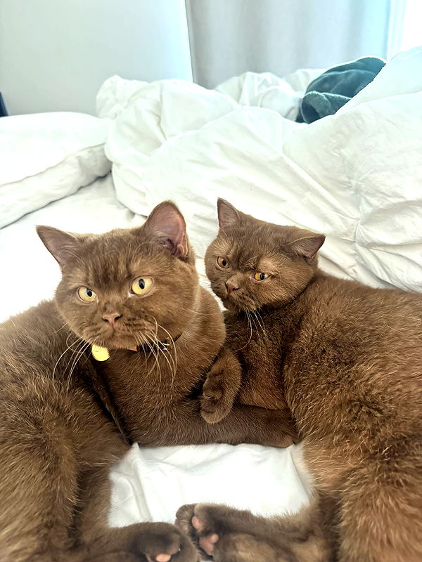 skilahblue image ~ Altpins