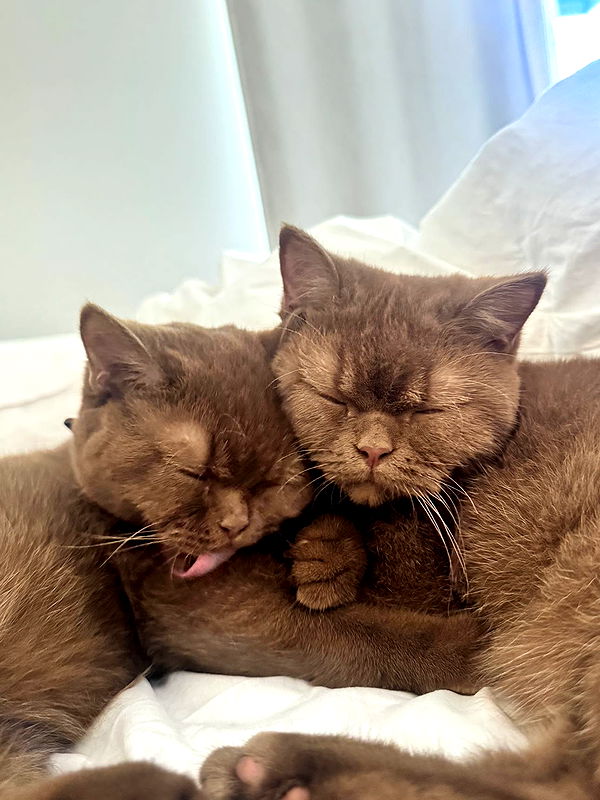 skilahblue image ~ Altpins