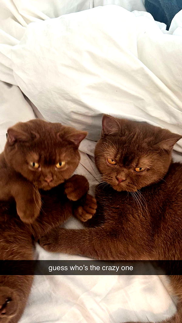 skilahblue image ~ Altpins