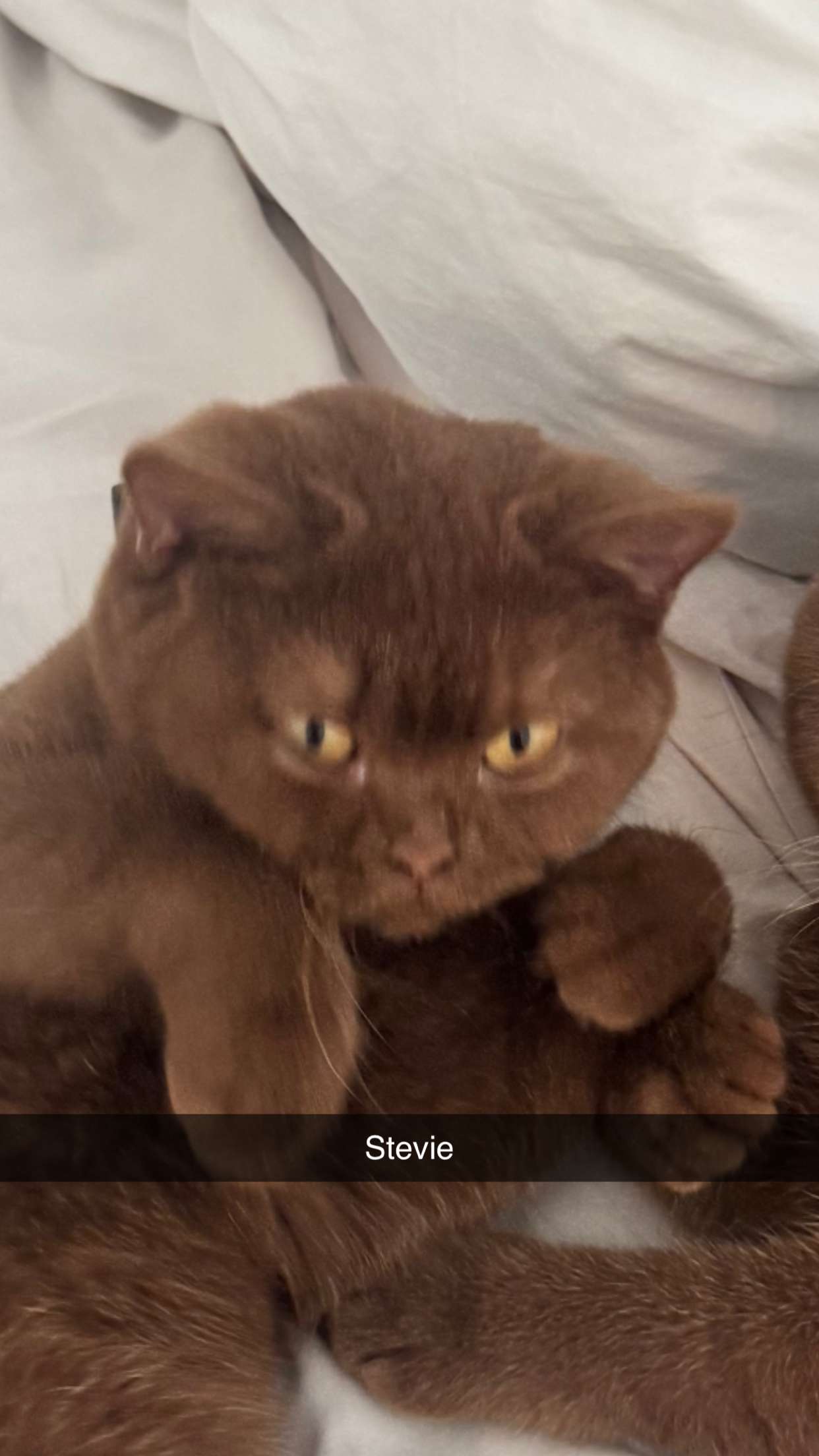 skilahblue snapchat image archive image