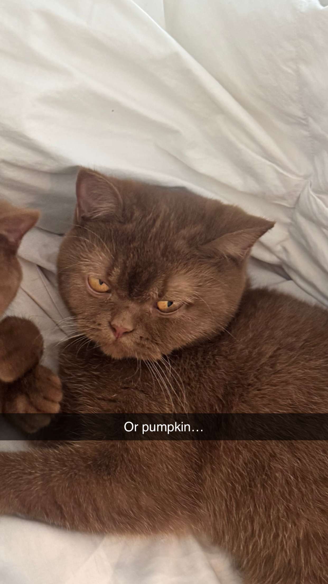 skilahblue snapchat image archive image