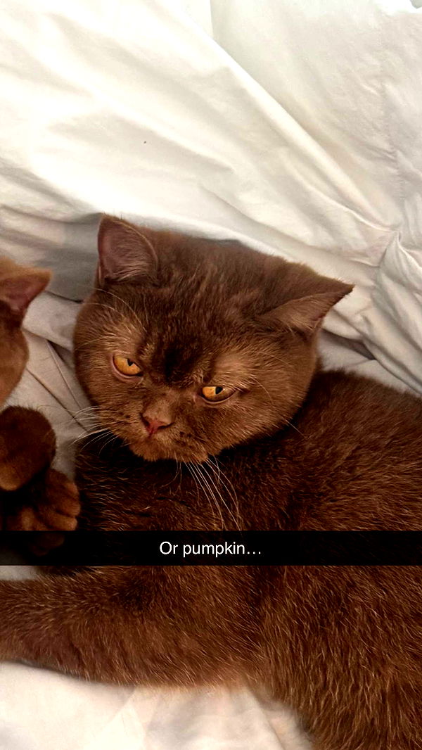 skilahblue image ~ Altpins