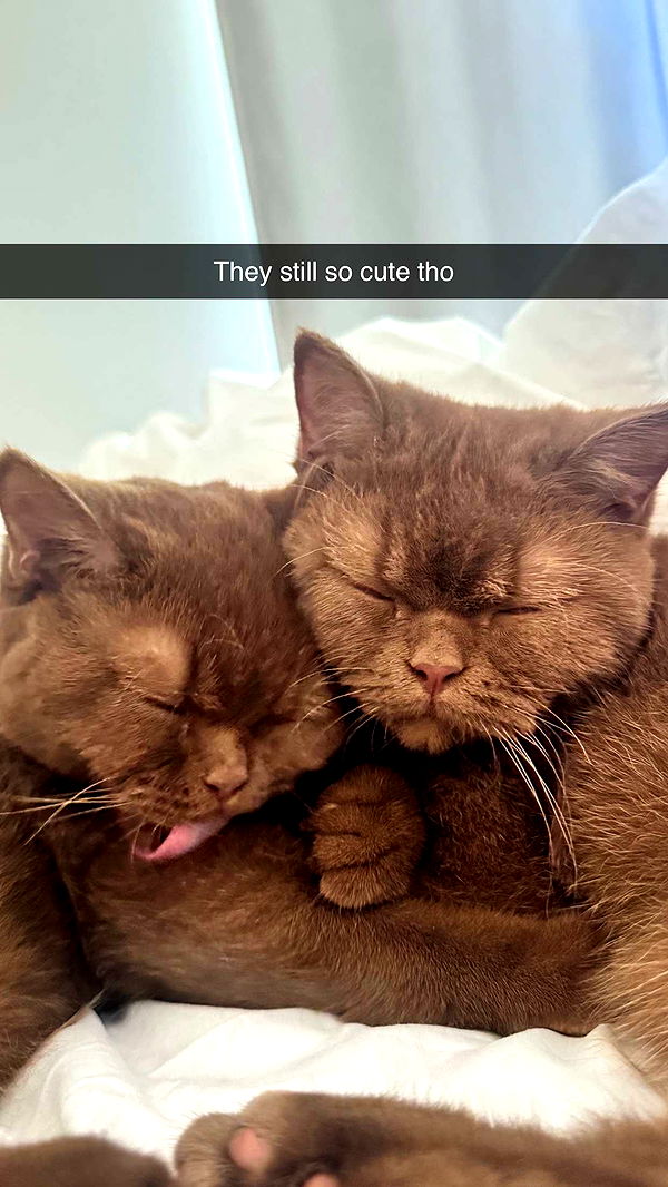 skilahblue image ~ Altpins